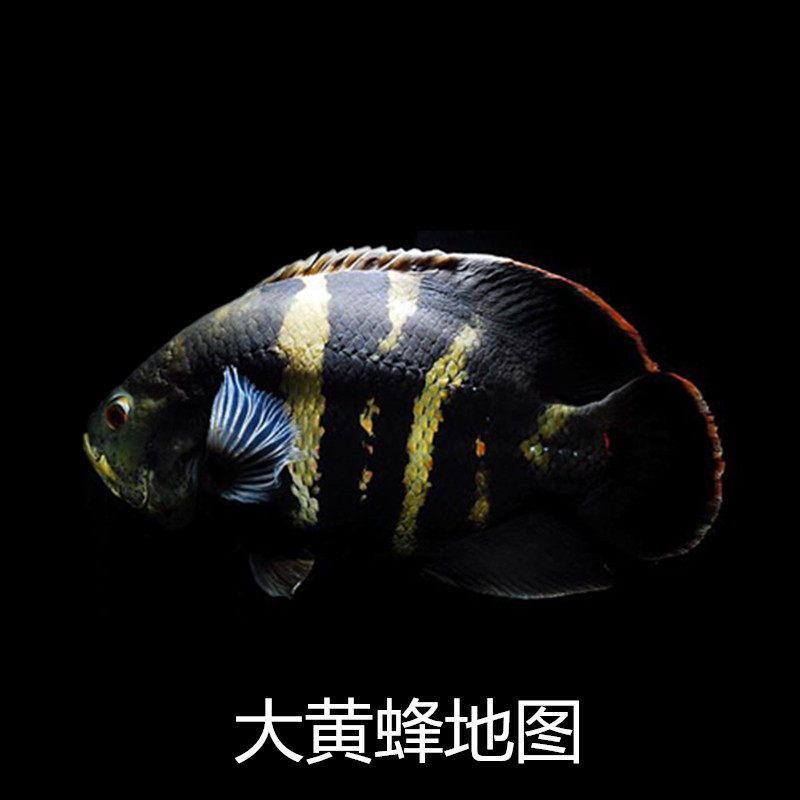 Wild bumblebee map fish live tropical ornamental fish freshwater bumblebee fry large rare red dragon with fish