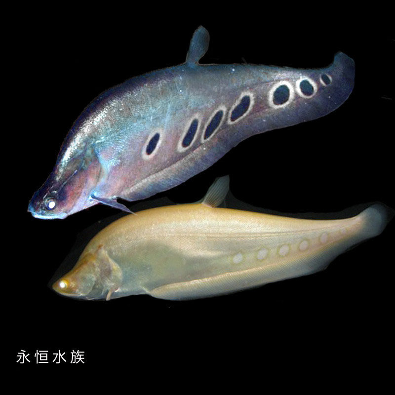 Seven Star Knife Fish Counterheaven Knife Knife Gold Knife Tiger Stride Knife Fish Living to Watch Large Tropical Fish