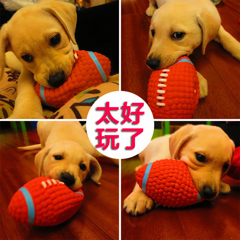 Pooch toy ball teddy gold wool fastdog puppies resistant to bite, big small and medium dogs vocal toy pet supplies