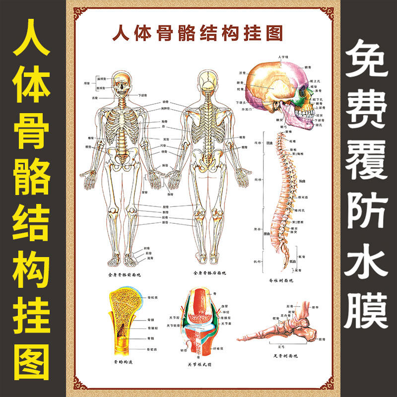Chinese medicine health hall Human bone structure muscle map Hospital orthopedic poster Full body HD poster large wall chart