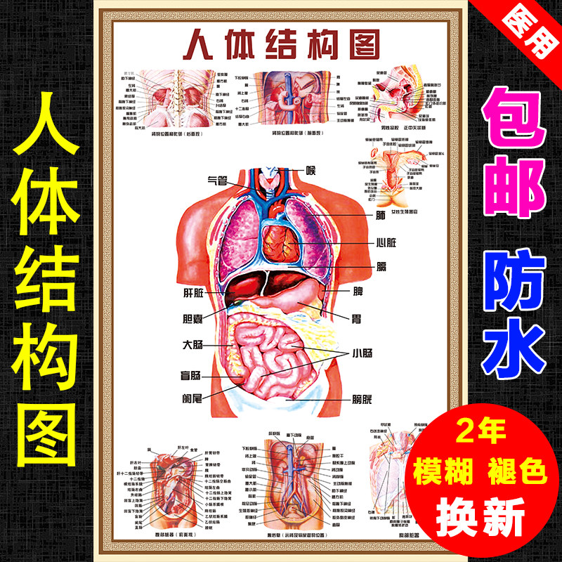 Human structure Visceral anatomy system schematic wall chart Medical skeletal muscle organs poster Internal organs wall sticker