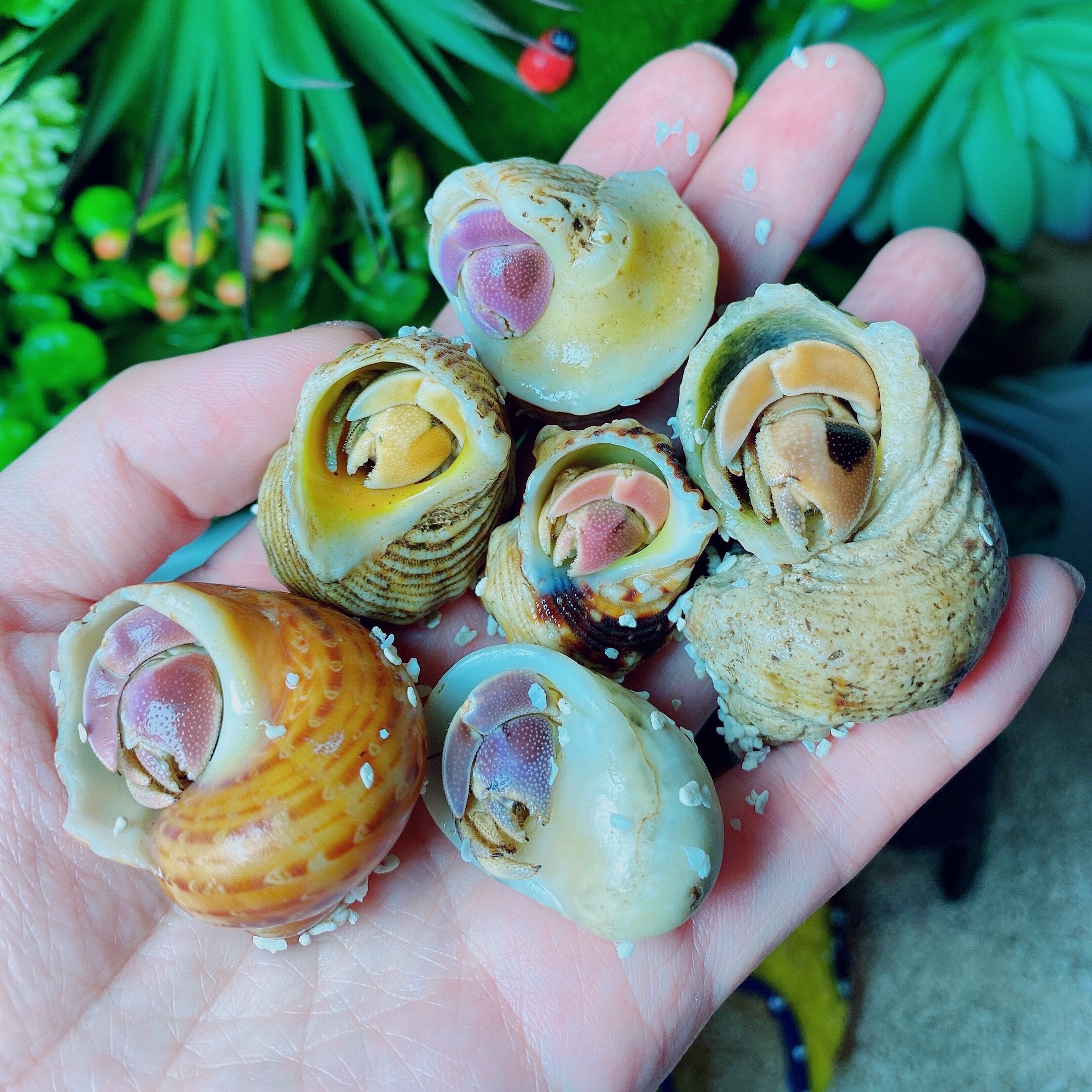 Special freshwater terrestrial hermit crab live strawberry gray-white short-wrist deep purple concave foot Lila