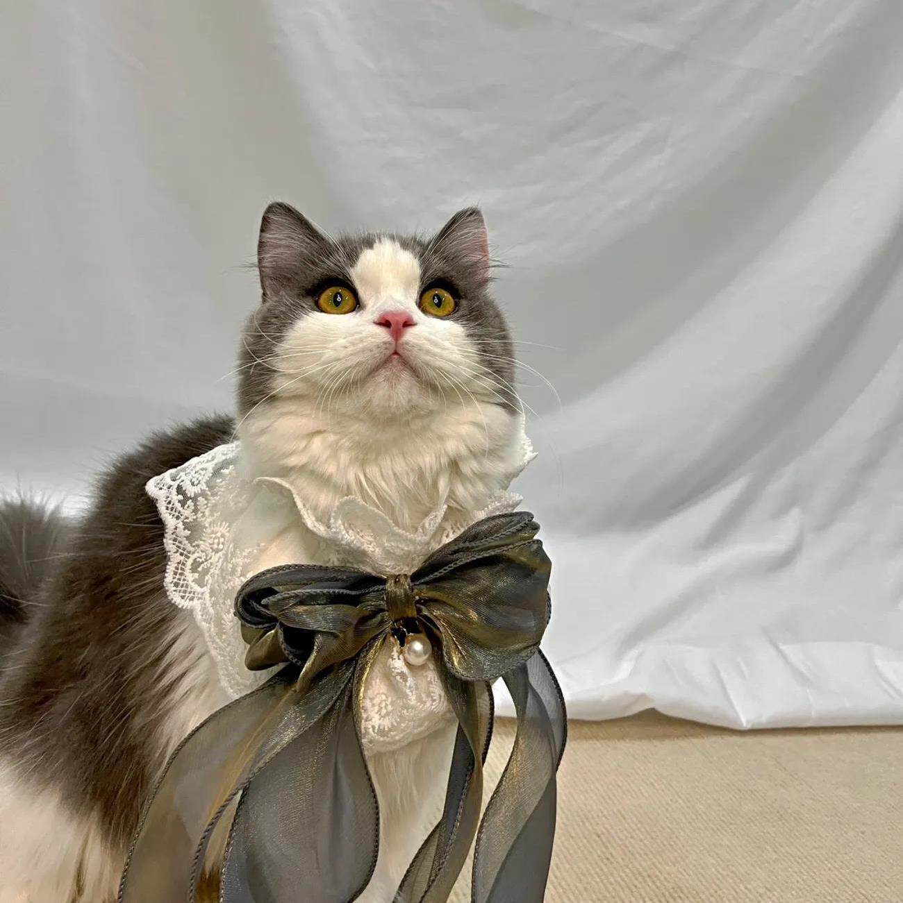 Pet Buggy Cat Kitty neck Princess Wind Decorated Saliva scarves Scarlet Clothes Small Dogs Special Necklace Neckline Item Ring