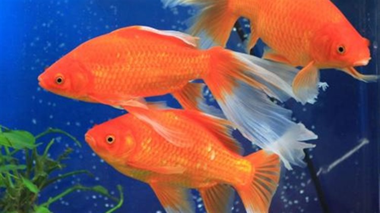 這12種寵物魚不僅適合新手還顏值高 淘寶海外
