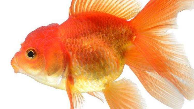 金魚的習性與飼養 你是真的瞭解嗎 淘寶海外