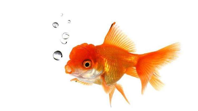 金魚的習性與飼養 你是真的瞭解嗎 淘寶海外