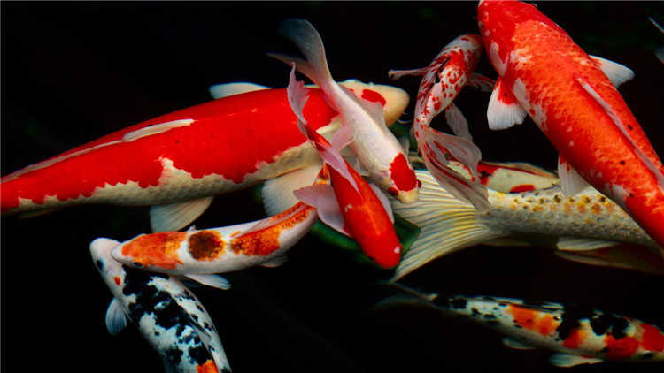 千萬別再喂 超過幾分鐘說明魚吃飽了 淘寶海外