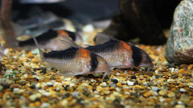 飼養好心愛的金魚 這些餵養管理方法收好 淘寶海外 飼養好心愛的金魚 這些餵養管理方法收好 淘寶海外