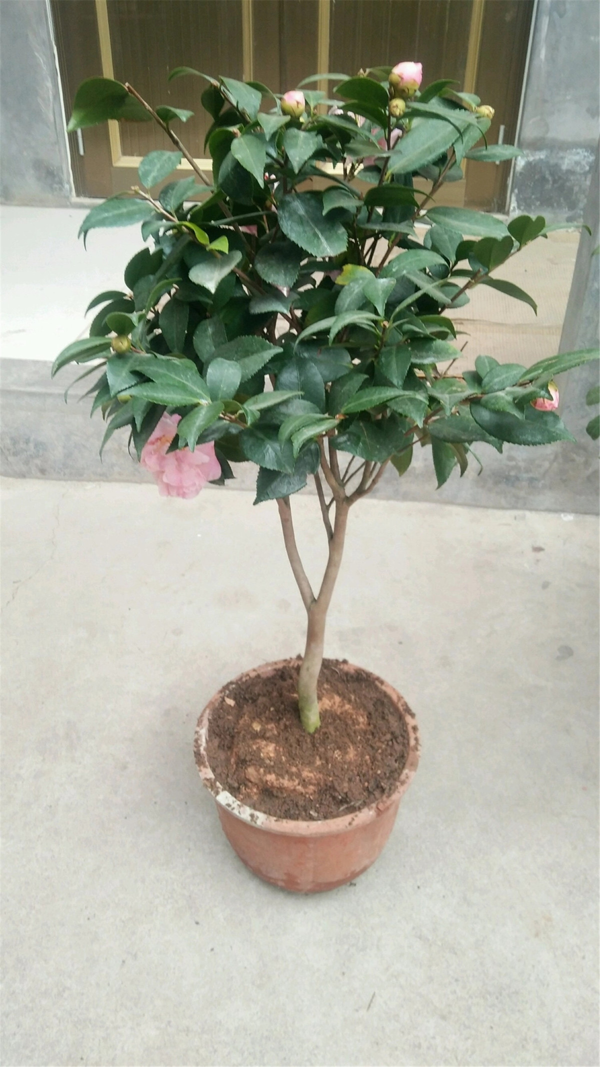 新买的茶花,换盆有技巧,这样换盆服盆快
