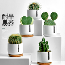 Cactus green plant potted computer desk desktop decoration radiation protection small plant ceramic cactus ball combination indoor tide