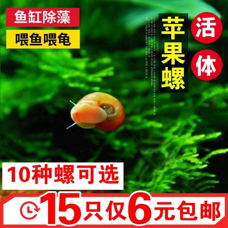 Apple snail ornamental snail fish tank cleaning algae removal snail grass tank tool snail aquarium freshwater pet snail living body