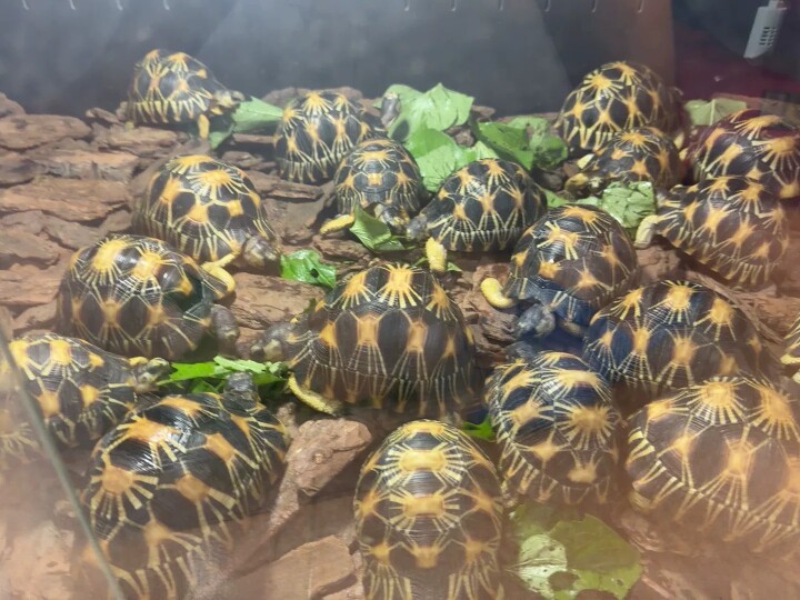 热带宠物龟