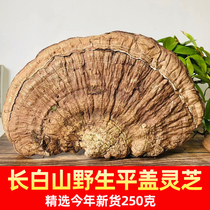 Wild Lingzhi Tibet Tree Tongue Green Cheese Wild Samhuang Lingzhi Sliced Powder long white Mountain Pinggai Lucid Lingzhi
