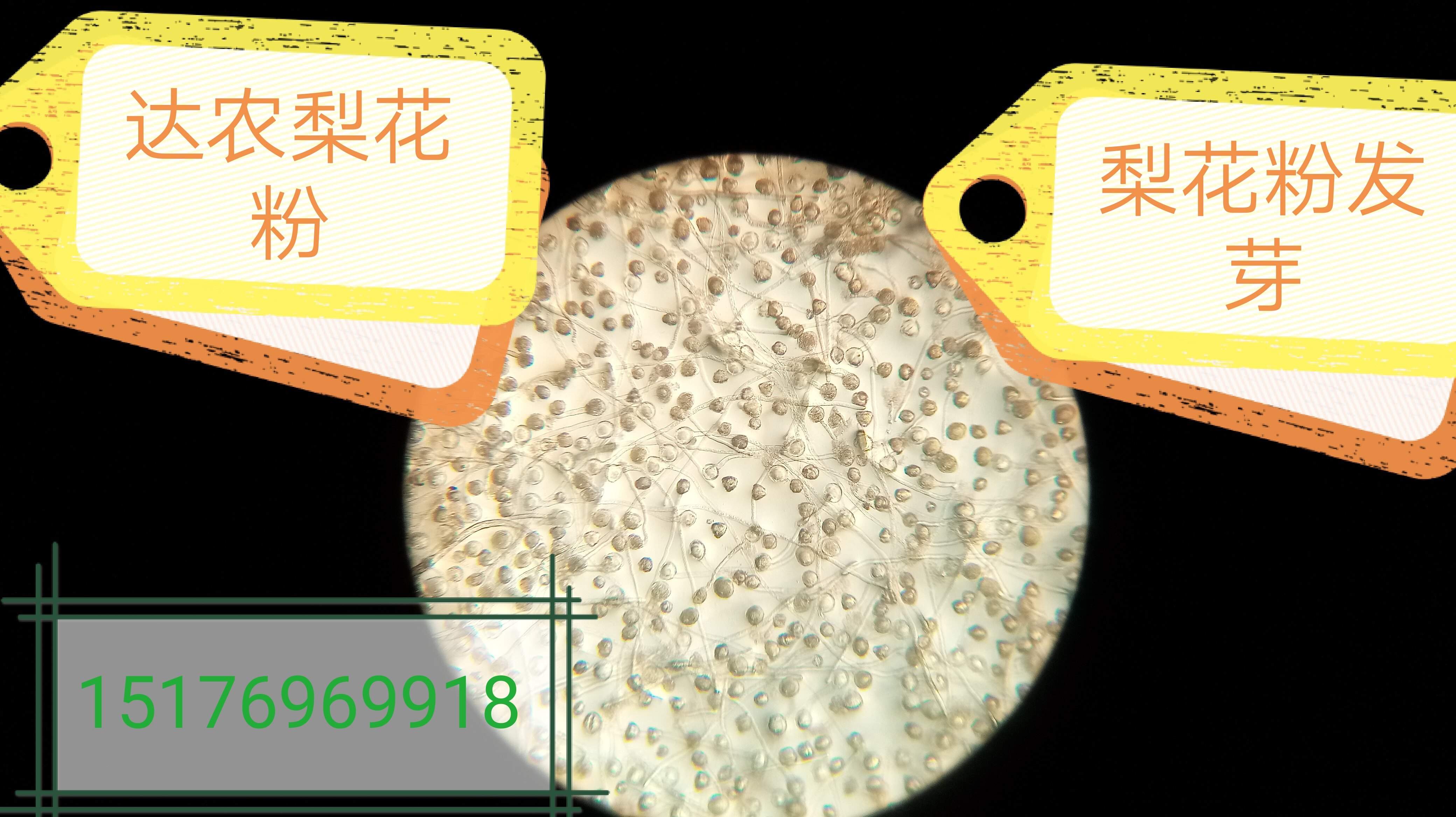 Pear pollen pear tree pollen, autumn moon pear pollen pear tree pollen late autumn pear tree pollen,