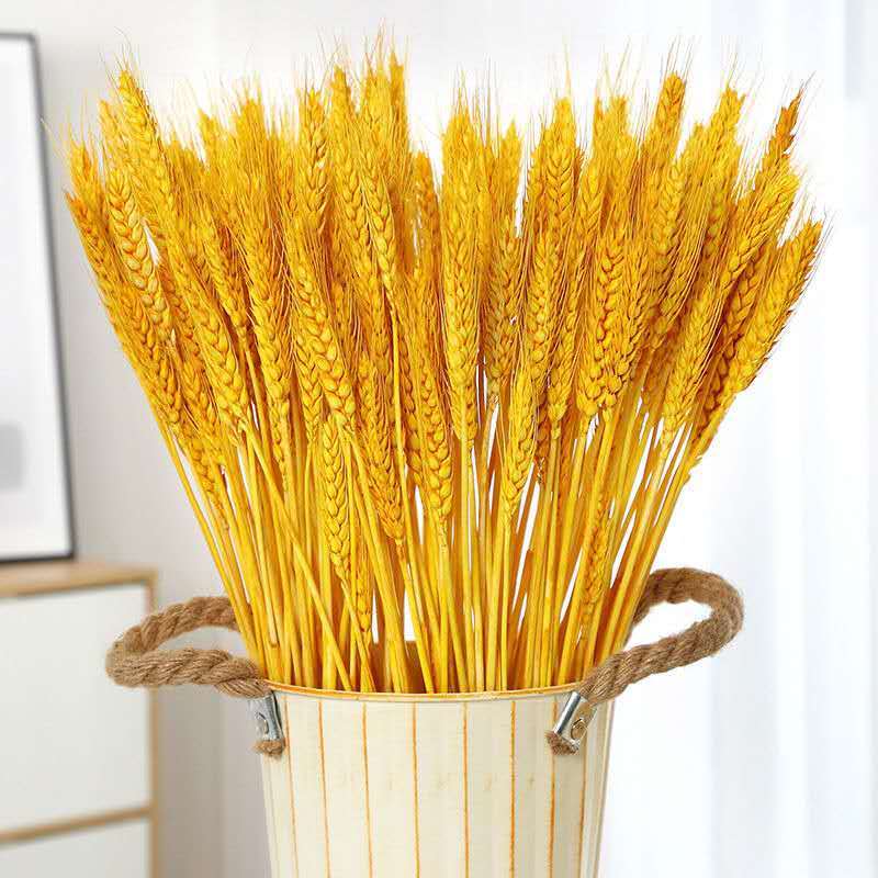 Natural Wheat Ears Dried Flowers Open Barley Fields Garden Wind Decoration Gifts Shooting Props Rice Ears Dry Flowers Bouquet Real Flowers