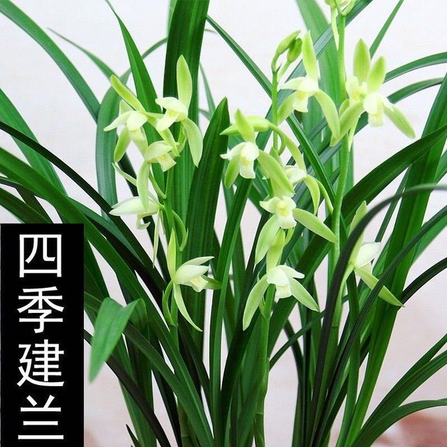 Wengyuan Orchid Seedling Four Seasons Jianlan Dafengsu Indoor Office Green Plant Potted Plant Luzhou-flavored Type That Year Blooming and Good Cultivation