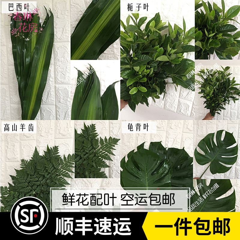 Fresh Turtle Leaf, Gardenia Leaf, Orange Leaf, Alpine Fern Leaf, Brazilian Leaf, Lucky Star Flower, Decorative Leaves for Wedding and Banquet Arrangements