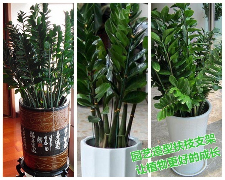 Hoa lan hỗ trợ cố định hoa leo cực tiền khung cây sắt loofah cây ăn quả cung cấp trong chậu làm vườn - Nguồn cung cấp vườn bình xịt nước tưới cây