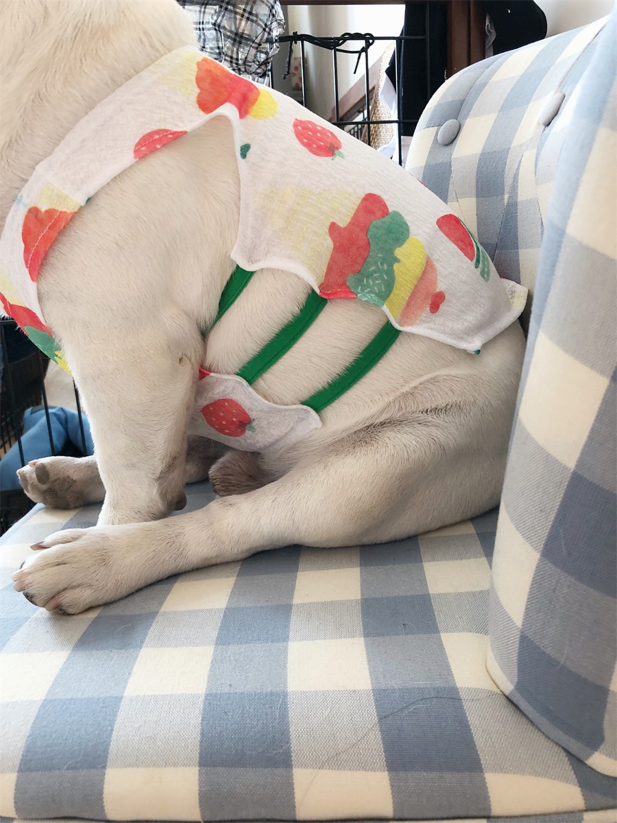 Shih hum hum custom French Dou Bago Shiba Inu fat dog can be super breathable mesh air-conditioning shirt spring and summer new vest
