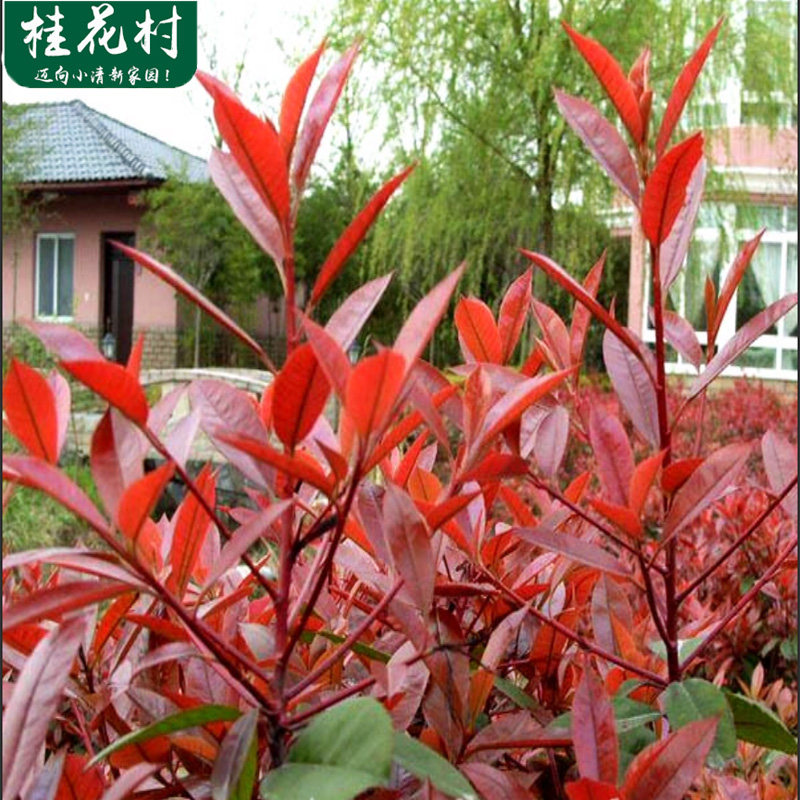 红叶石楠苗，庭院绿化的最佳选择？🌿深度解析-观叶/花灌木-淘宝好物网