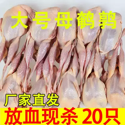 Fresh quail meat female quail frozen white quail barbecue fried raw bone meat now kill 20 large quail