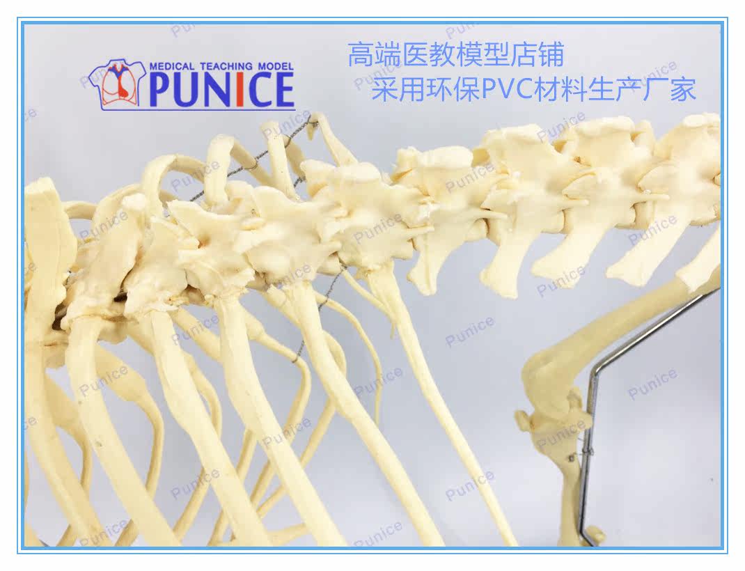 仿真狗骨骨骼模型骨標本狗骨架犬骨模型犬骨架動物模型 Yahoo奇摩拍賣