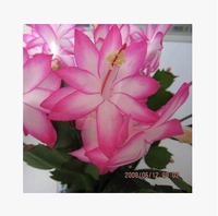 Premium Pink 16 деревьев [доставка с цветами]
