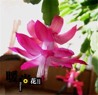 16 прекрасных розовых красных деревьев [доставка с цветами]