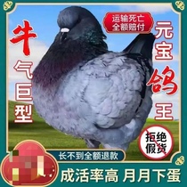 Cinq catités et deux grands pigeons rouges Yuan Baobai Yuanbao Black Yuanbao mérite une bonne paire de promotions dexpédition