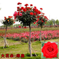 Tree-like Rose Tree Four Seasons big flower strong fragrance potted rose tree stump rose flower seedling balcony flower