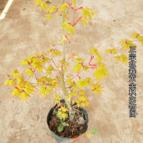 Red maple seedling courtyard potted Japanese Red Maple Chinese Red Maple Golden Maple Indoor bonsai stump red maple seedling