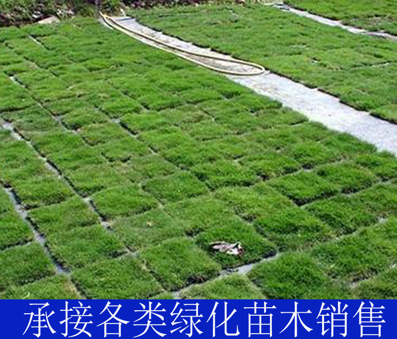 Lawn Manila Cut-Free Four Seasons Green Grass Pasture Real Pasture Cutting Villa Garden Project