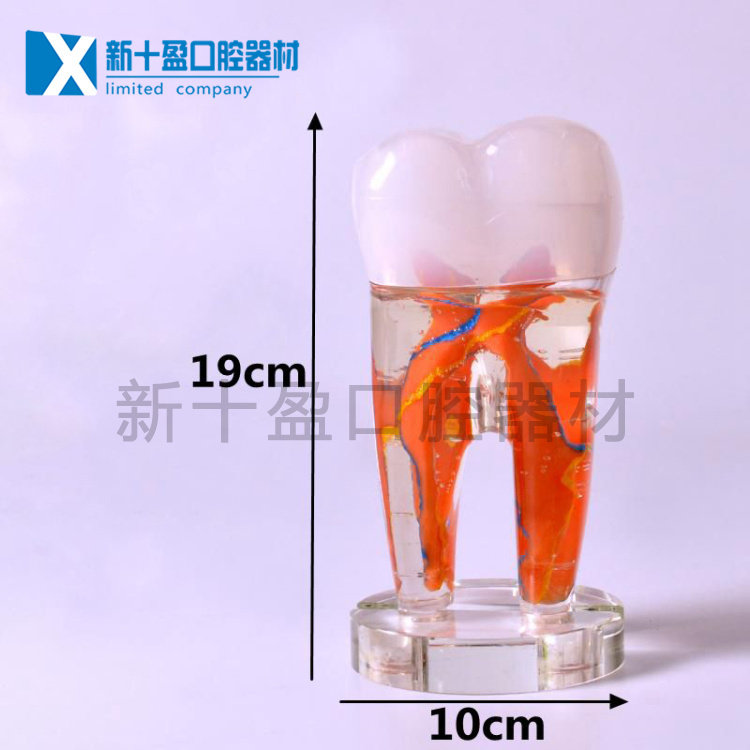 Dental decorations Opening gifts 10 times teeth Large tooth models clear teeth Endodontic Nerve Clinic Pendulum