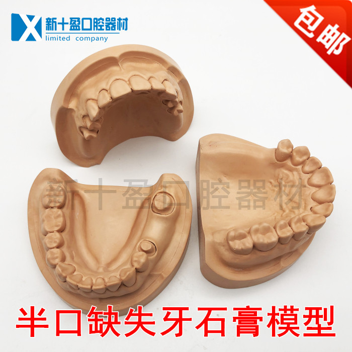 Dental Plaster Model With Dental Toothless Missing Dental Plaster Model Full Mouth Standard Plaster Making Model 
