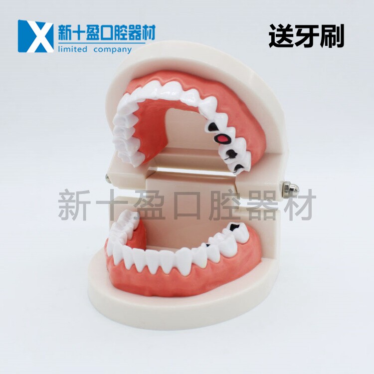 Model Dental Model Kindergarten teaching tool for children brushing toys tooth teaching model dental model