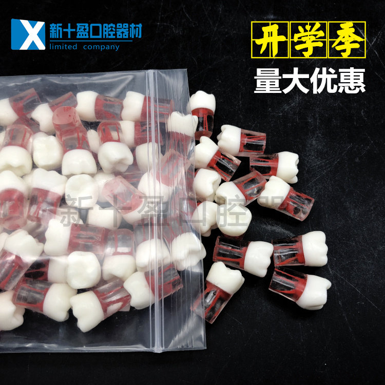 Oral experimental class with medullary root canal tooth granulate simulation off-body tooth with medullary tooth grain model 5