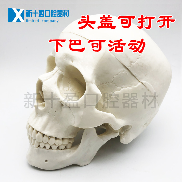 Medical human skull model 1: 1 White skull model Skull skull model detachable oral model