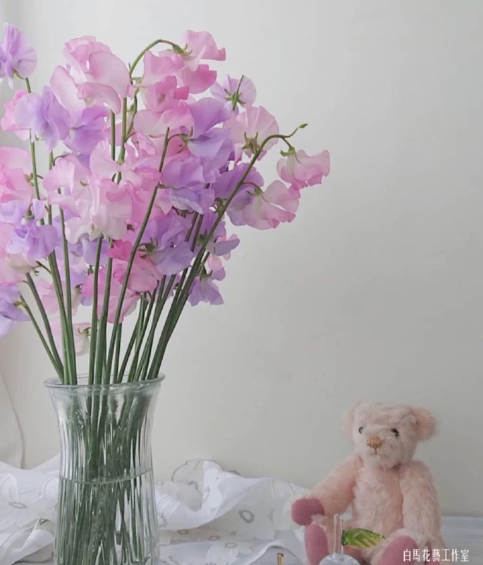 Japanese Imported Fragrant Peas, High-End Floral Materials, New Year's Flowers, Water-Cultivated Flowers, Fresh Cut Flowers, Free Shipping from Shanghai