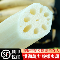 Now dig nine-hole crispy lotus root tip Honghu lotus root fresh Now dig crispy tender Hubei lotus root tip lotus root slice 5 catties