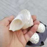 Натуральная большая раковина