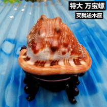 Natural big conch ornaments four famous snails vintage home decoration gifts wooden crafts collection