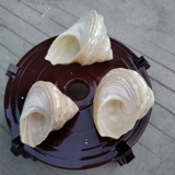 Натуральная большая раковина
