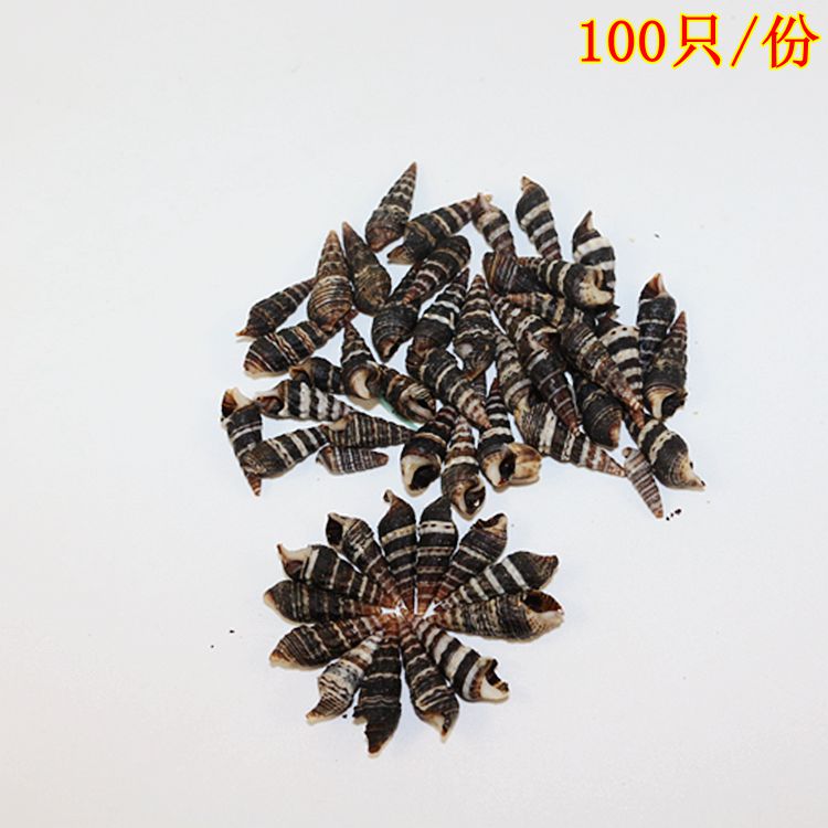 100 black pointed cone snails Black rice snails diy shell painting trunk special Black Sea snails