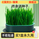 Cat grass potted seeds hydroponic box lazy planting organic cat grass hair ball pieces wheat seed seedling tray snacks