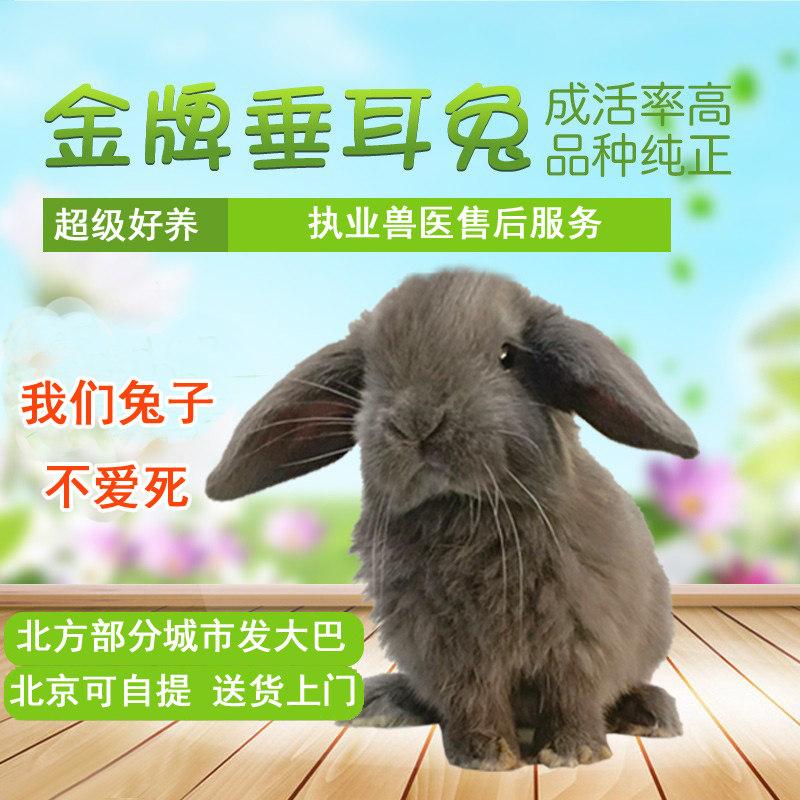Beijing Entity Changmao Dodgers Living Pituitary Ear Rabbit Living Pet Rabbit rabbit Living Infant Pet Rabbit Pure Breed