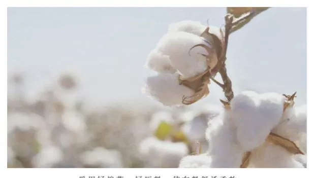 Hôn nhân gối cưới bằng vải cotton đôi chính hãng lớn màu đỏ cao cấp dành cho người lớn dày và không màu tóc - Khăn gối