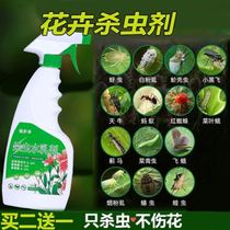 Chrysanthemum Gardenia Flowers Longevity Flower Insecticide Green Plant Flowers Potted Plant For Insect Repellent Medicine Flowers Drug Pythons Deinsectites Little Black Fly