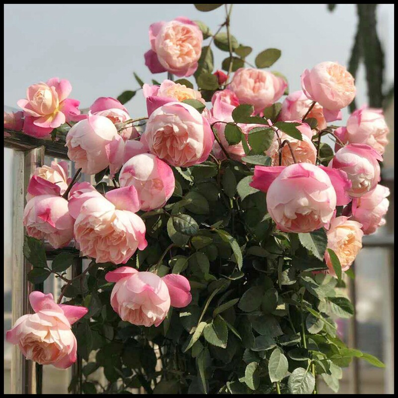 花隱園藝家 日本月季和室漸層色玫瑰月季小苗盆栽綠植抗病強