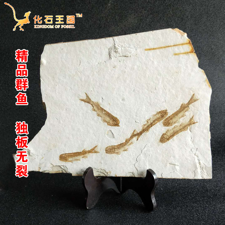 Special price snapped up The natural wolffin fish fossil group in Liaoning West fish paleontological animal fossil rough specimen sent to the bracket