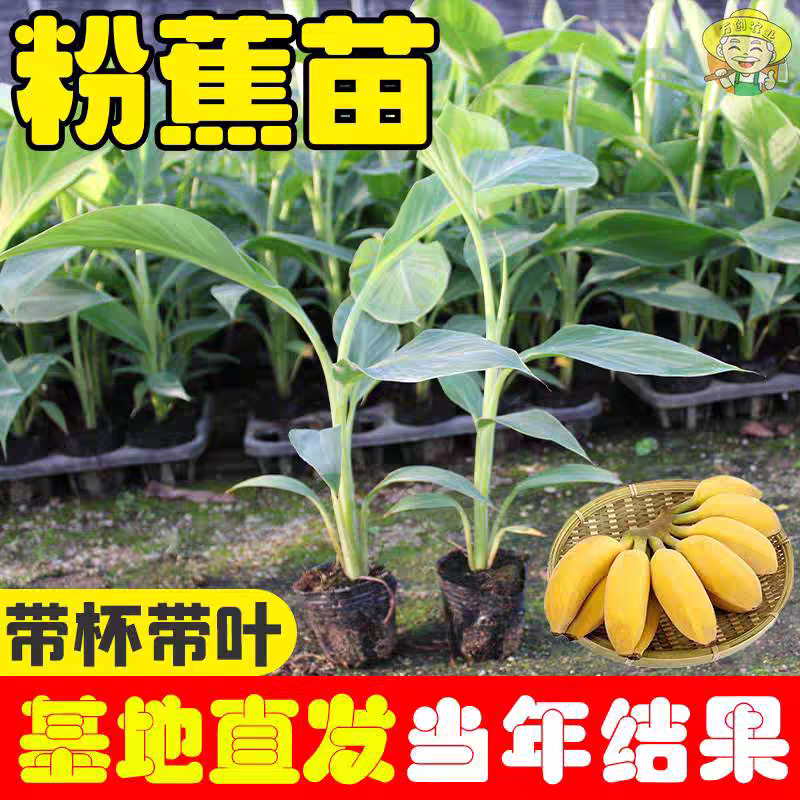 2026阳台种植热门：香蕉苗矮化蕉苗粉蕉苗如何选种适合庭院盆栽的品种？